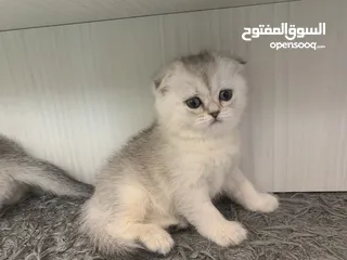  1 Scotch fold kittens