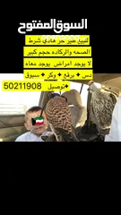  1 للبيع طير حر هادي