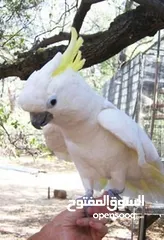  1 ببغاء كوكاتو فصيلت سلفركريستد