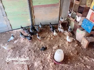  8 متاح سبع جواز زواجل ومراسليات