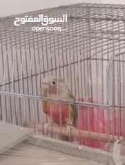  18 جوز كنيور جرين شيك هاي رد شغال للبيع  لا تتصل ألا اذا كنت بدك تشتري