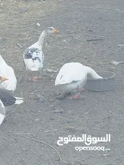  3 وز ذكور منتجات