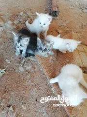  3 قطط  ماشاءالله