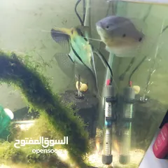  2 ثلاث سمكات