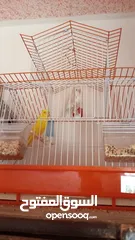  2 جوزين حب البينو جوز ابيض وجوز اصفر وابيض