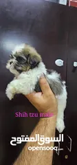  1 shih tzu male and females  47 days