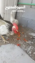  5 دجاج ابو ركيبة
