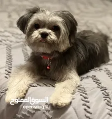  4 بيور شيتزو ، جميلة ، مطعمة ، مدربة ، pure shih tzu, Beautiful