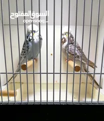  1 للبيع زوج بادجي انجليزي فل انجلش حجم جامبو