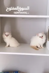  4 قطط هيمالايا بيور
