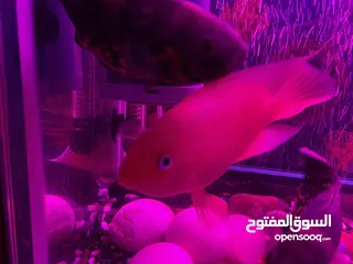  12 حوض سمك اوسكر كامل اغراضو للبيع