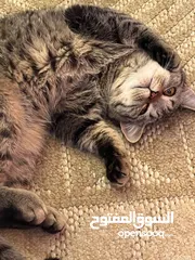  1 سكوتش فولد وسكرتش ستريت المعني يبعت