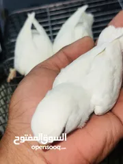 2 جوز روز البينو بيور ابيض صافي حاليا تحتو فرخ 3 بيضات