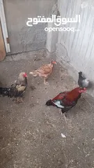  4 الديوك والدجاج للبيع