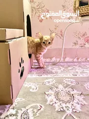  3 قطة صغيرة للتبني (مجاناً ) - kitten for  adoption (free)