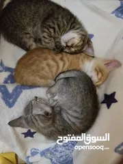  3 قطه ام مع 4ابناء للتبني