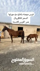  4 خيول مهجنه للبيع