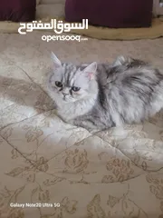  14 قطط شانشبلا للبيع
