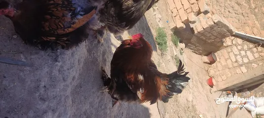  7 دجاج براهما
