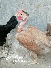  2 دجاج عرب البيع