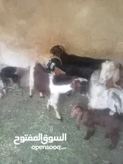  8 خمس معزا و ثلاث جديان