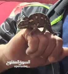  1 حربايه اليفه جميله جدا تغير الوان . وسلحوفه زوج ذكر وانثى  تواصل واتس اب الخط مفصول