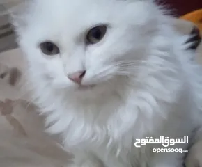  2 قط شيرازيه ه