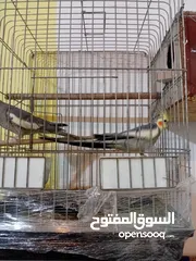  4 كوكتيل جوز انتج