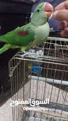  7 فرخ كساندرا انتاج اردني نهايت فطم عين سودا انتاج اردني