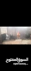  2 دجاج للبيع