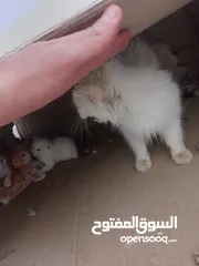  4 قط اليف معها اربع عمرهم شهرين