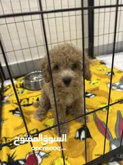  1 Toy poodle 2 months old