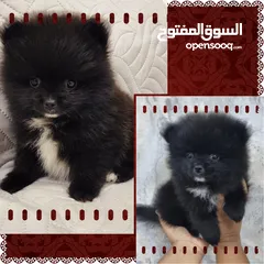  1 Mini Pomeranian Male puppy