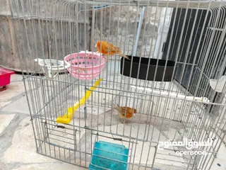  1 جوز كنار بالصلاة على النبي بجهز لا بطن جديد