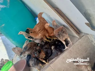  7 فراخ دجاج عدد 13 للبيع