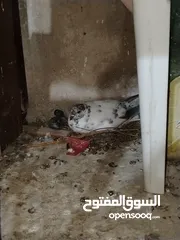 29 حمام للبيع انواع من ضمن هاي الانواع لوت قلاب وعراقي قلاب وعندك شرشلي وملكويات بولنديات مزهورات سوكسف