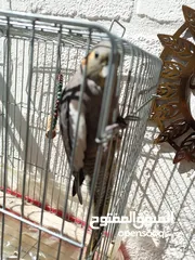  2 طائر كوكتيل أليف  للبيع