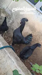  10 جاج زينه لبرجيني ساسكس