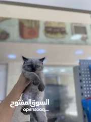  2 مش بس وسيمين وحلوين وما بحتاجو لمصروف كتير والسعر كتير مناسب وازا حابب بنزلك بس ما تحكي لحدا