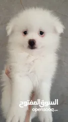  4 جراء بوميريان عمر شهرين