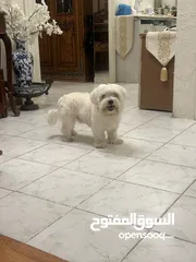  1 للبيع – كلب مالتيز ذكر – 8 أشهر – الرياض  For Sale – Male Maltese Dog – 8 Months – Riyadh