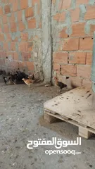  1 دجاج  فيومي وعربي وجيان