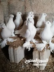  4 حمام البيع