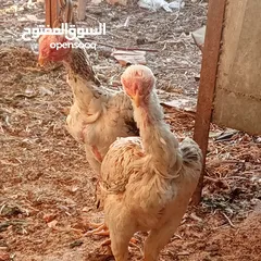  3 جاجتين فارسي نخب أول