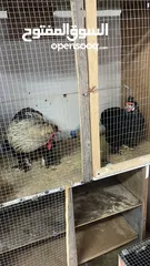  3 جوز كتشينا عمر 11 شهر