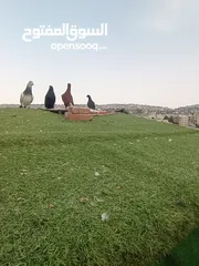  17 حمام بيع مستعجل للبيع