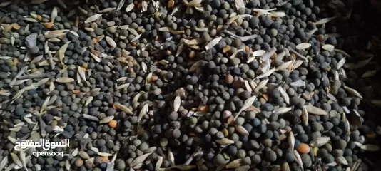  4 تبن احمر بيقيا صافي وحب بيقيا