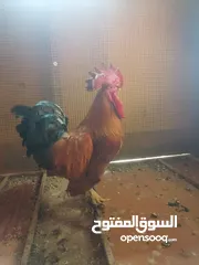  2 عدد 3 دياكه فرنسيه العملاقه كوتشي وعدد 11دجاجه  للبيع لعدم التفرغ