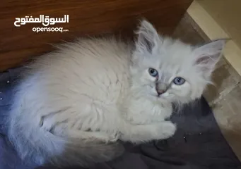  25 كتن شانشيلا  شعر طويل   العمر شهرين جاهزين لبيتهم الجديد