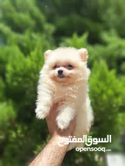  11 بومارينيان تيكب أصغر حجم مستوى عالي جدا pomeranian t_cup